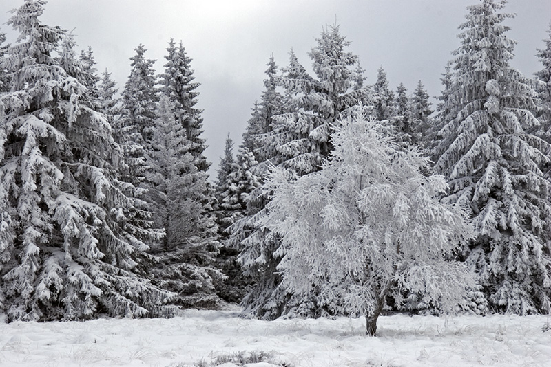 Ardennes #3, Belgium 2005