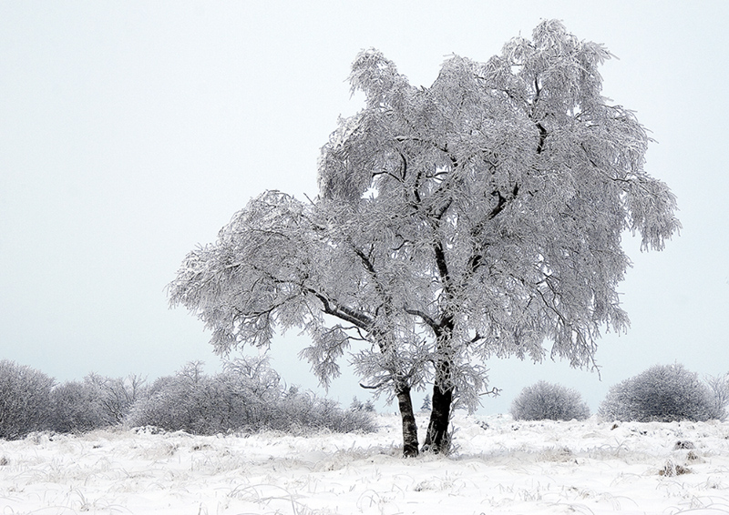 Ardennes #5, Belgium 2005