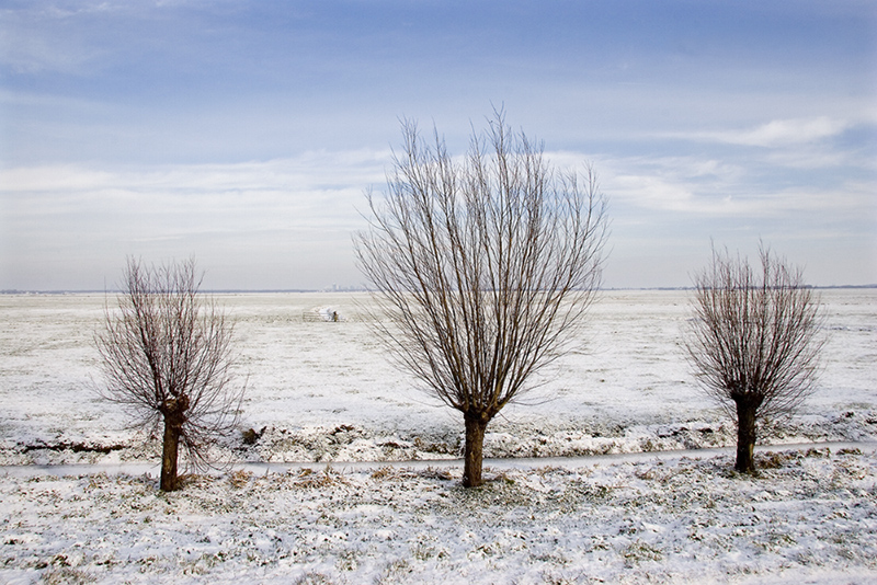 Winter trees 2005