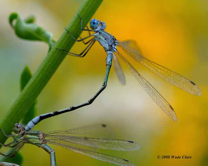 Damsels