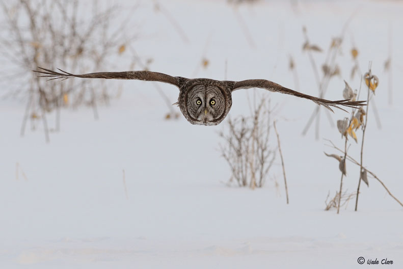 Great Gray Owl