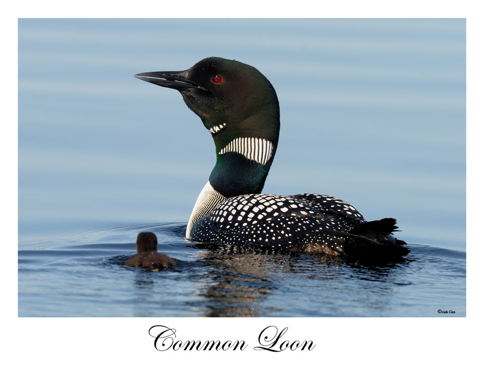 Common Loon