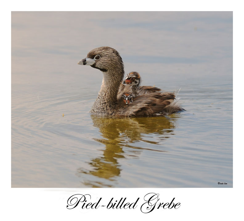 Pied-billed Grebe