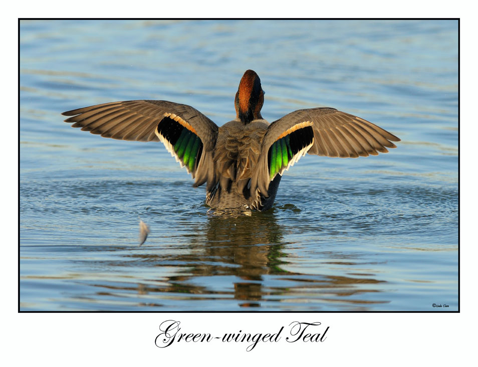 Geen-winged Teal