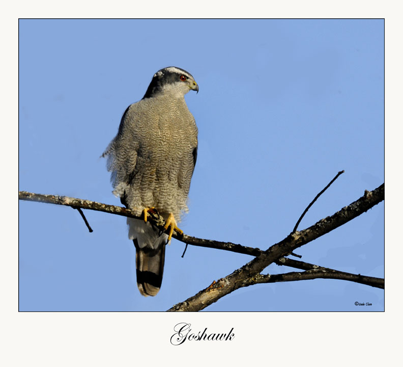 Northern Goshawk