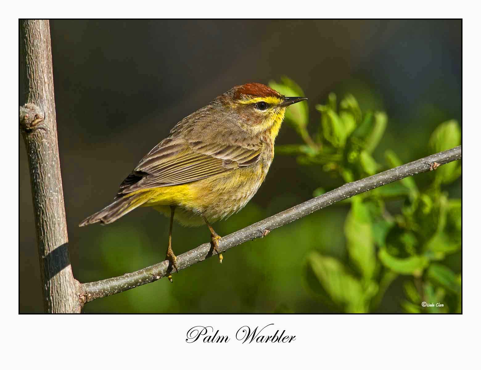 Palm Warbler