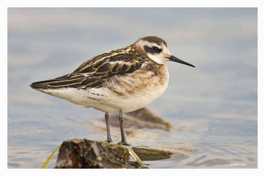 Red-necked Phalarope