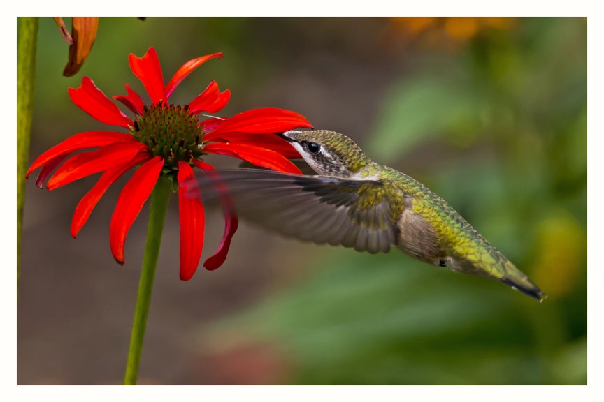 Ruby-throated Hummingbird