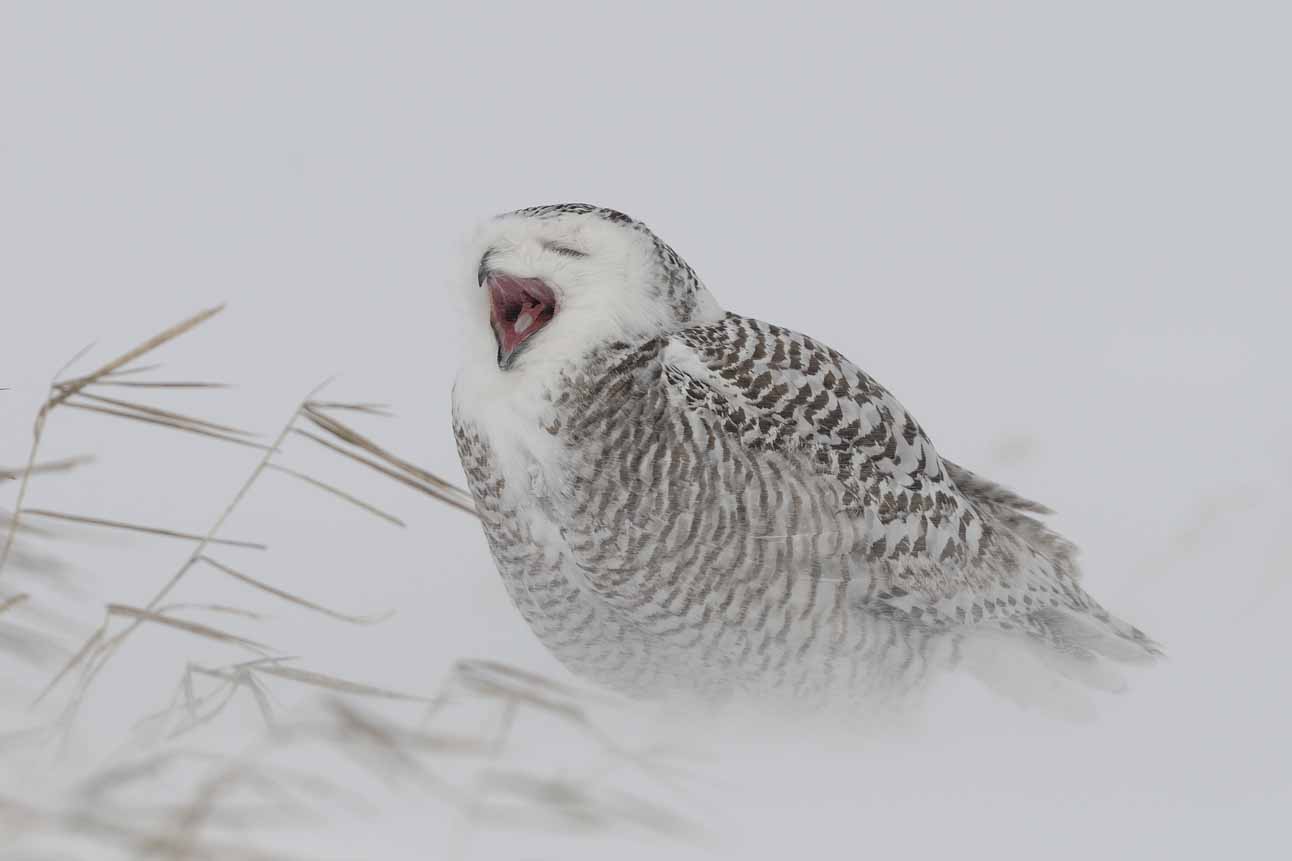 Snowy Owl