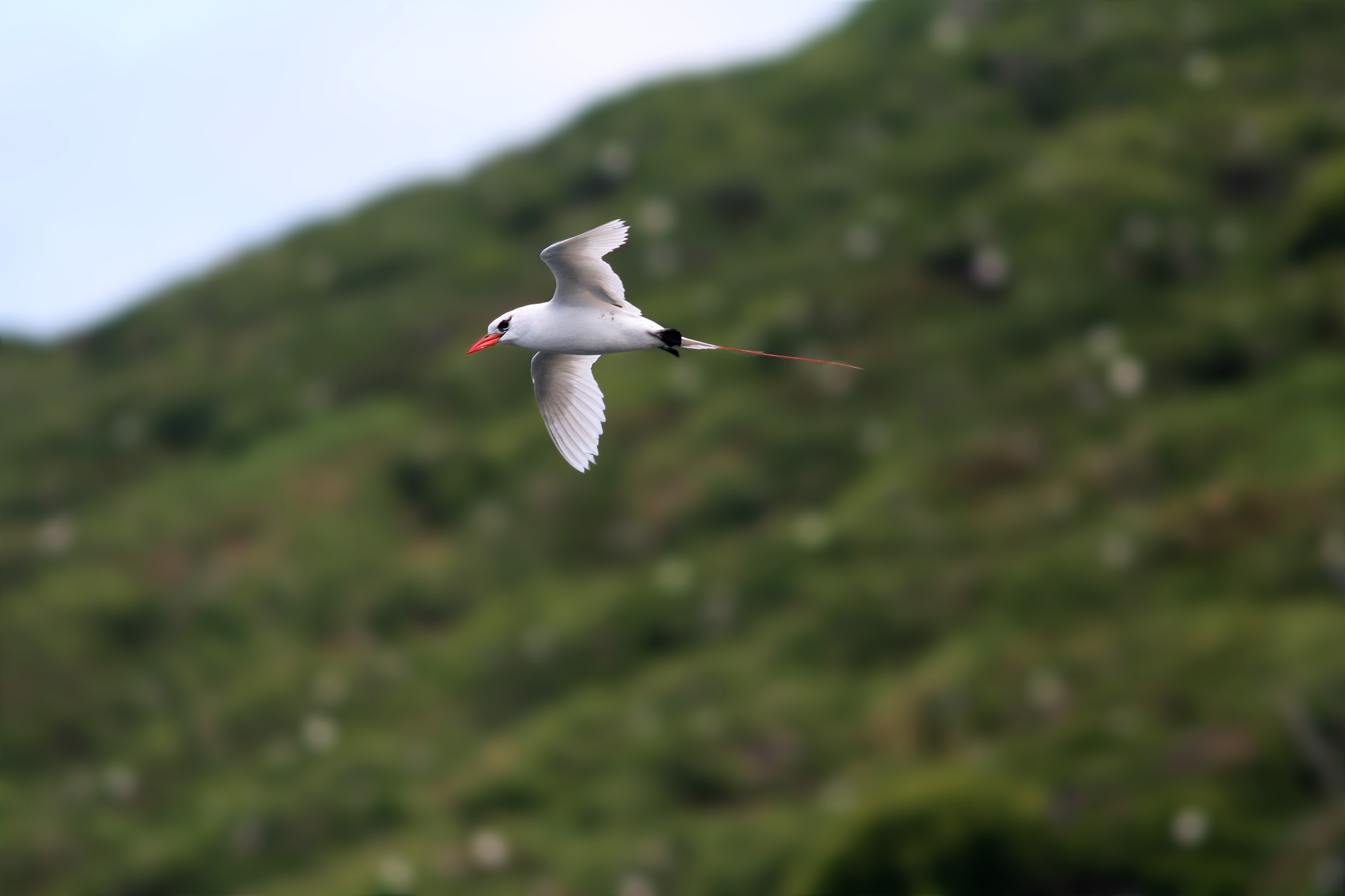 kauai_20090730_0503_redtail_tropicbird.jpg
