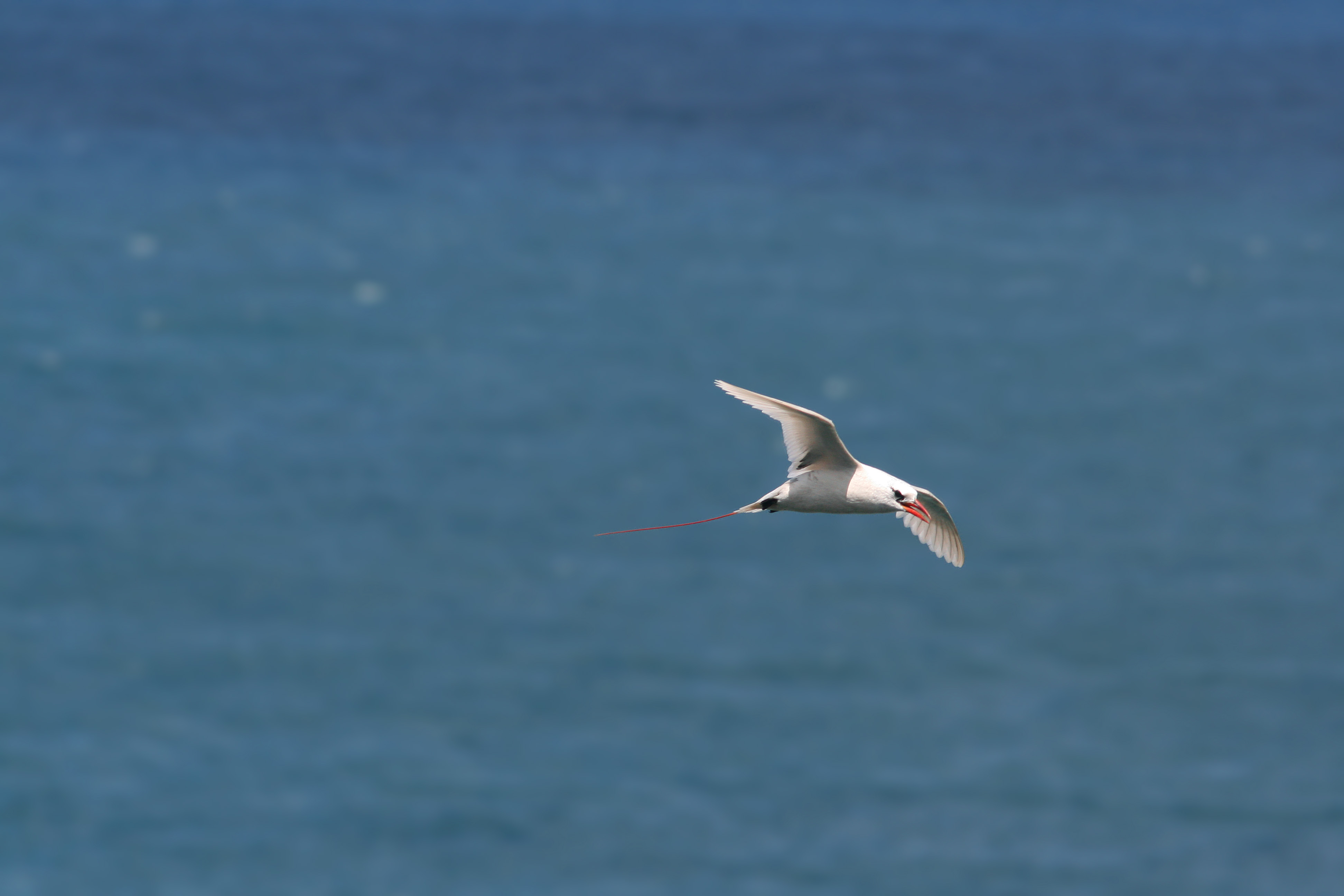 kauai_20090730_0512_redtail_tropicbird.jpg