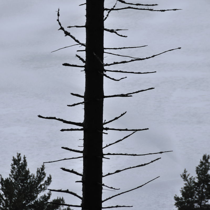 sapin