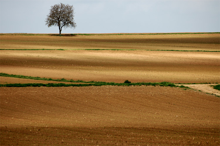 arbre