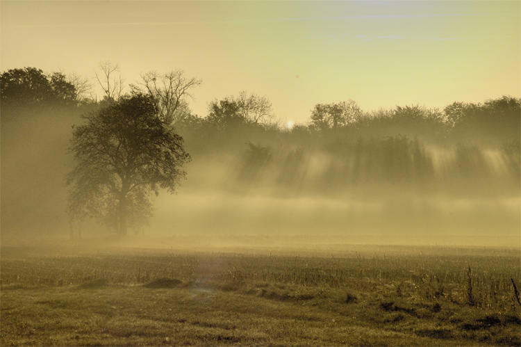 rayons