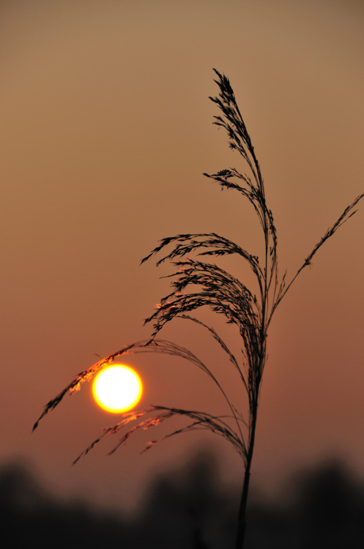 soleil couchant