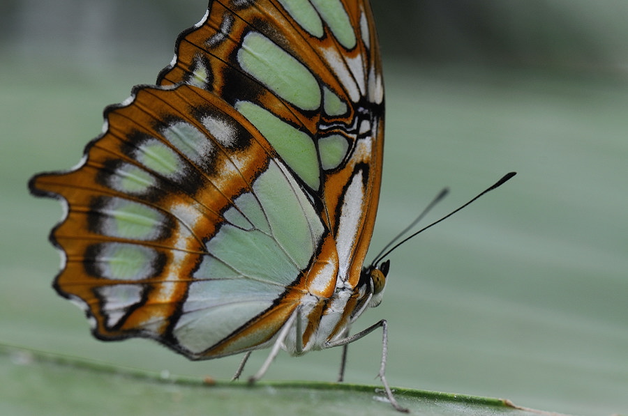 papillon