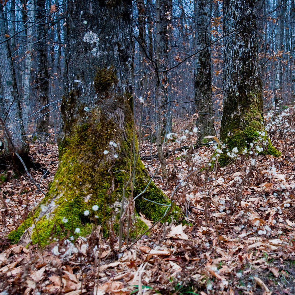 Sentier des loups