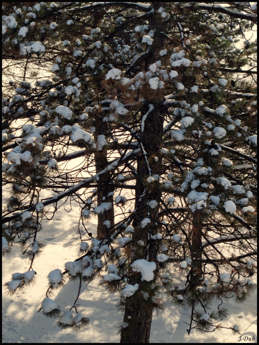 Boules de neige/Snowballs