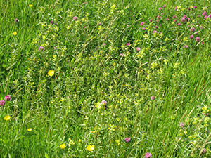 Perennial mix mid May 2009