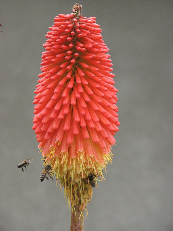 Kniphofia and Honeybees