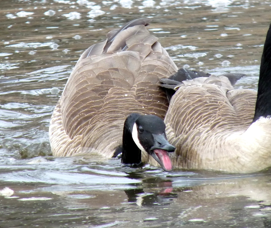 Canada geese - Seminole Glen Park, Fitchburg, WI - March 19, 2011