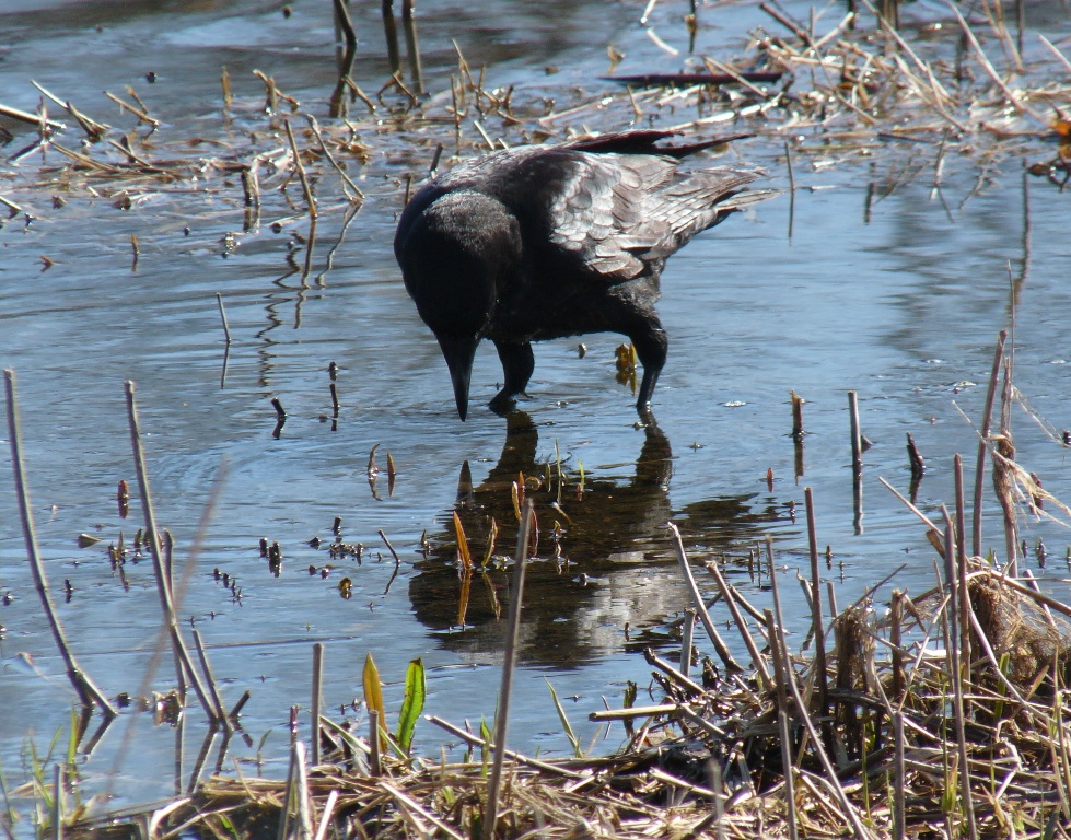 Crow reflection - Strickers Pond, Middleton, WI - March 29, 2011