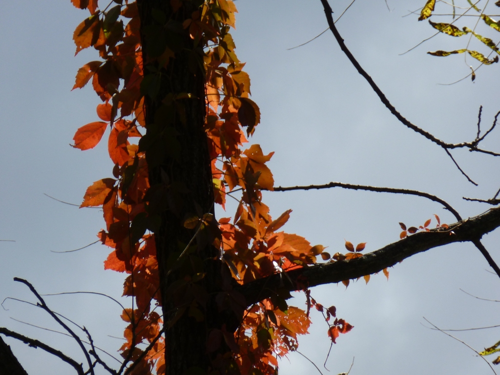 Tree trunk with colorful leaves 