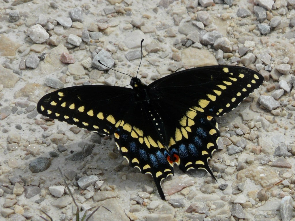 Black swallowtail  - Horicon Marsh, WI - May 15, 2010