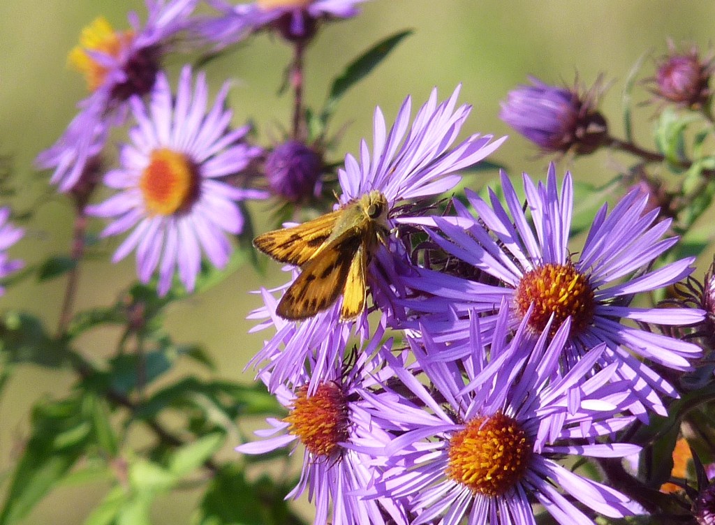 Fiery skipper - McKee Park, Fitchburg, WI - October 12, 2010 