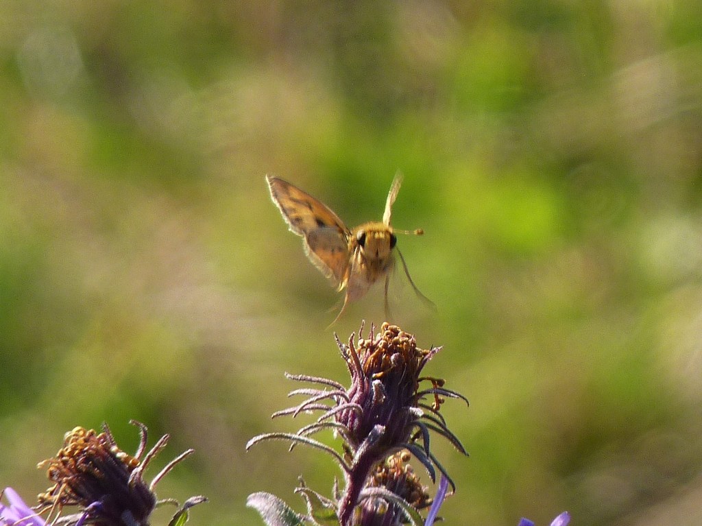 Fiery skipper - McKee Park, Fitchburg, WI - October 12, 2010 