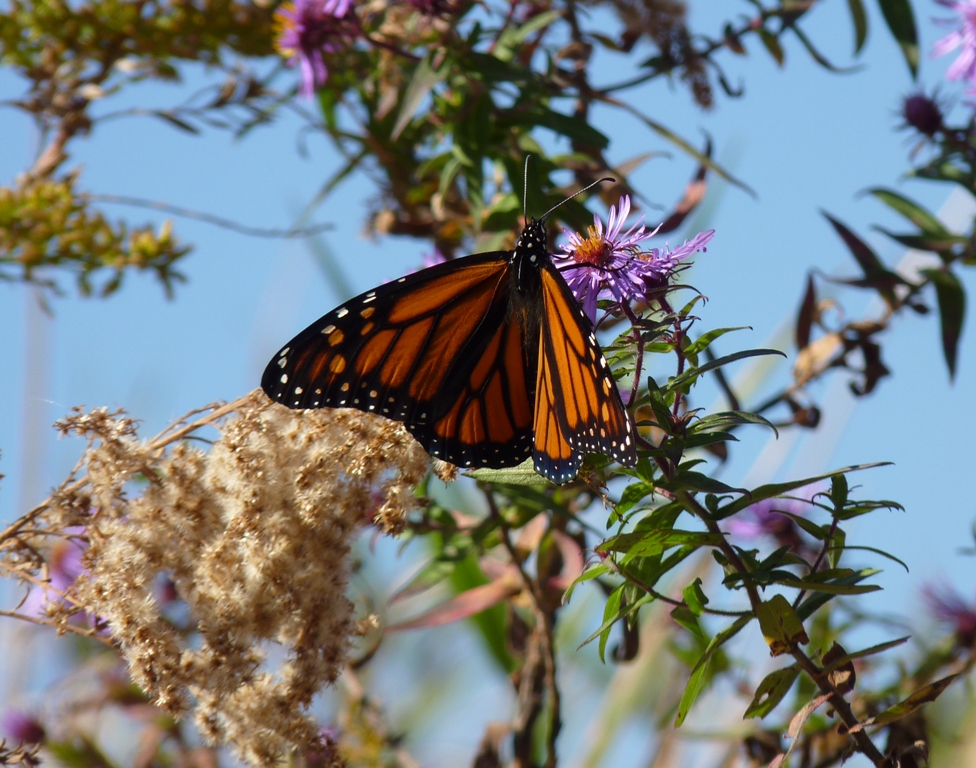 Monarch - McKee Park, Fitchburg, WI - October 7, 2010