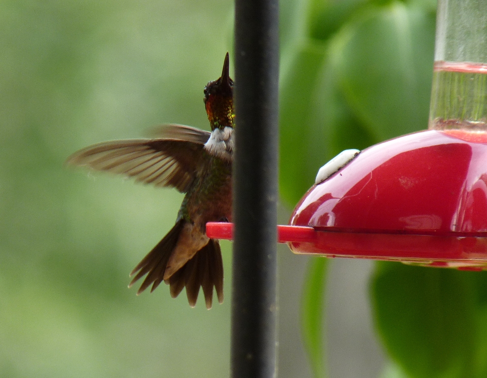 Hummingbirds - near Westfield, WI, much activity at a friends feeder - August 6, 2011