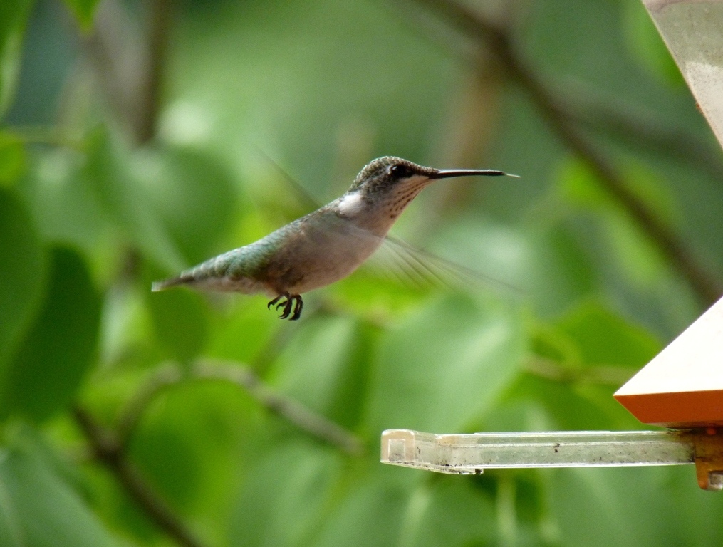 Hummingbirds - near Westfield, WI, much activity at a friends feeder - August 6, 2011