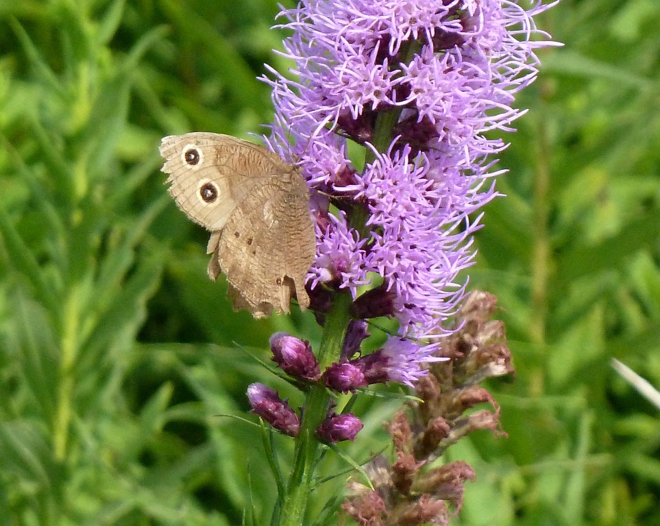 Common wood nymph -  Badger Prairie County Park, Verona, WI - August 3, 2010