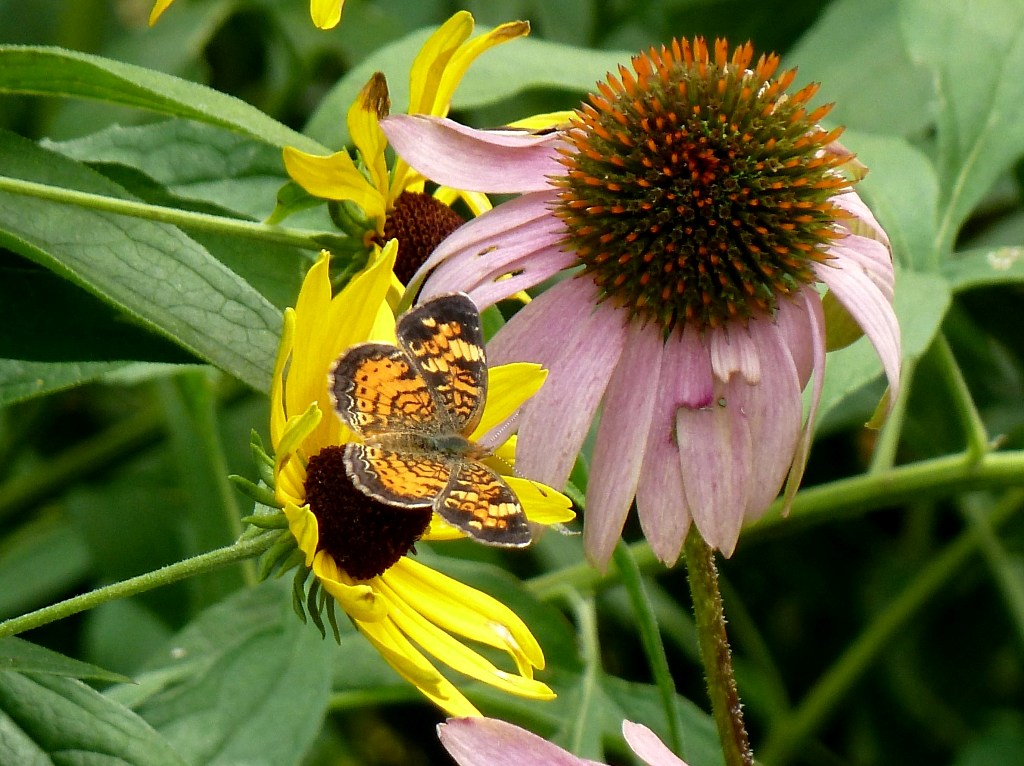 Pearl crescent - Fitchburg, WI - August 20, 2010