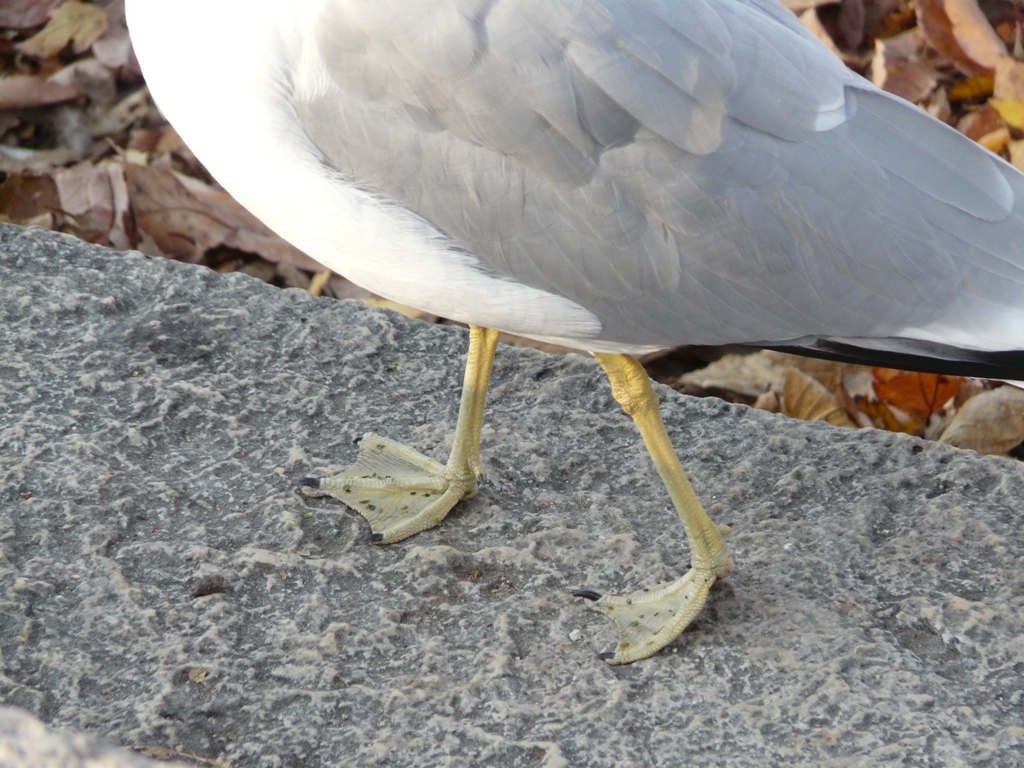 Seagull feet - Union Terrace, Madison, WI - 2007-11-06