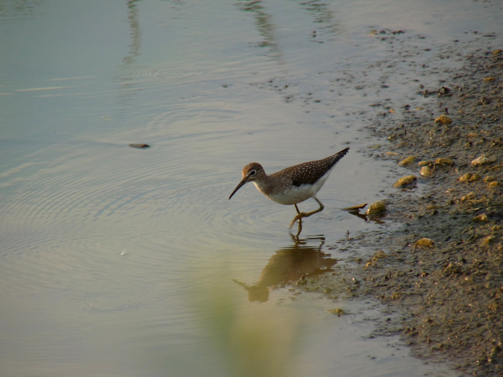 Solitary sandpiper - Strickers Pond, Middleton, WI - September 10, 2009 