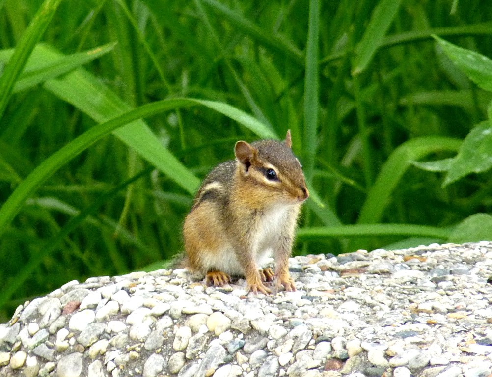 Chipmunk - Fitchburg, WI - June 10, 2010