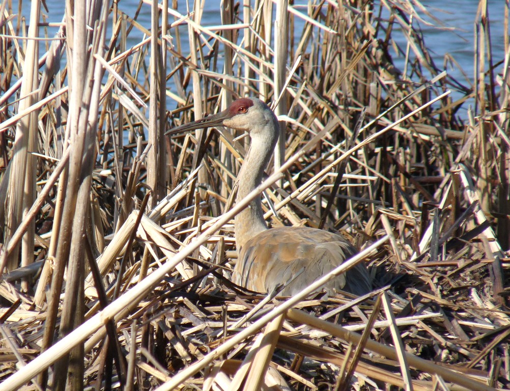 Sandhill crane on nest - Tiedemans Pond, Middleton, WI - April 17, 2010 