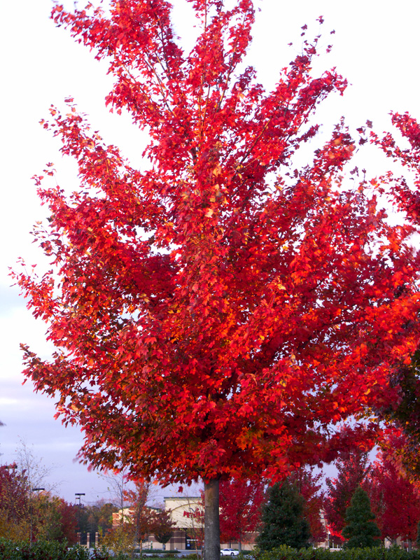 Tree on fire