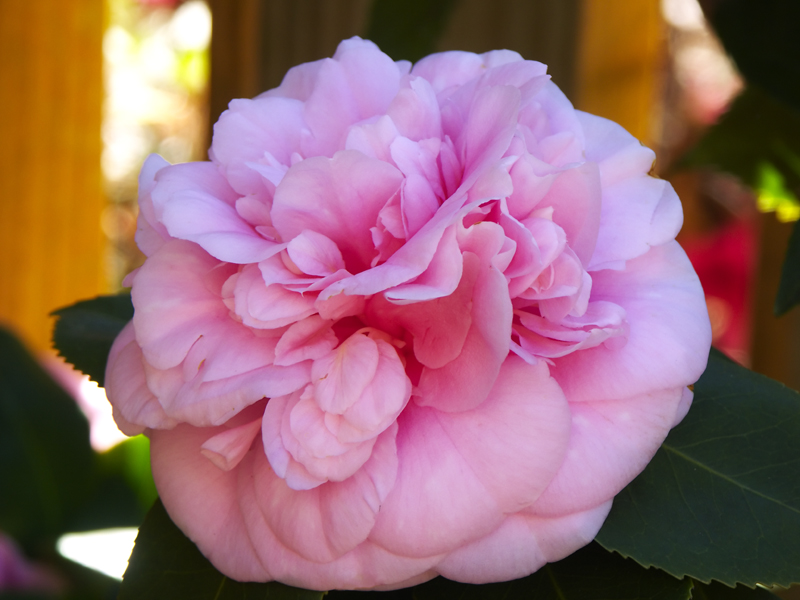 Camellia.jpg
