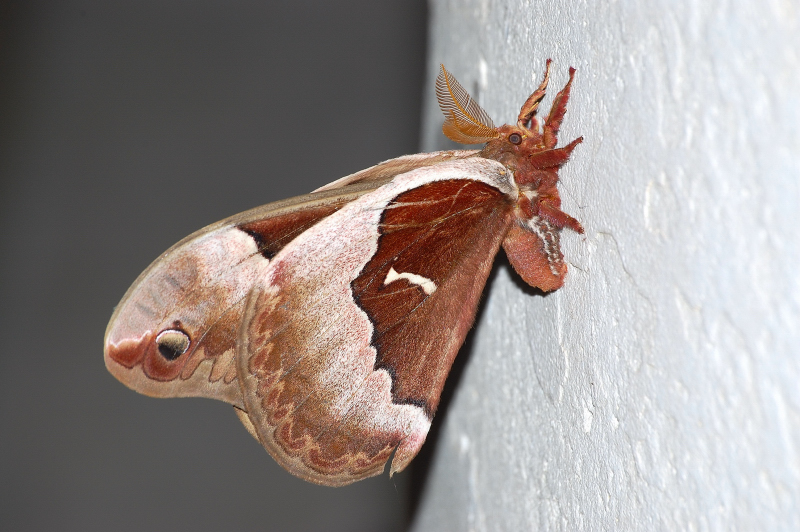 The Moth