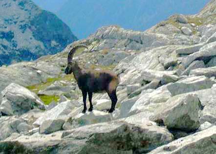 Steenbok nabij Piz Valdraus