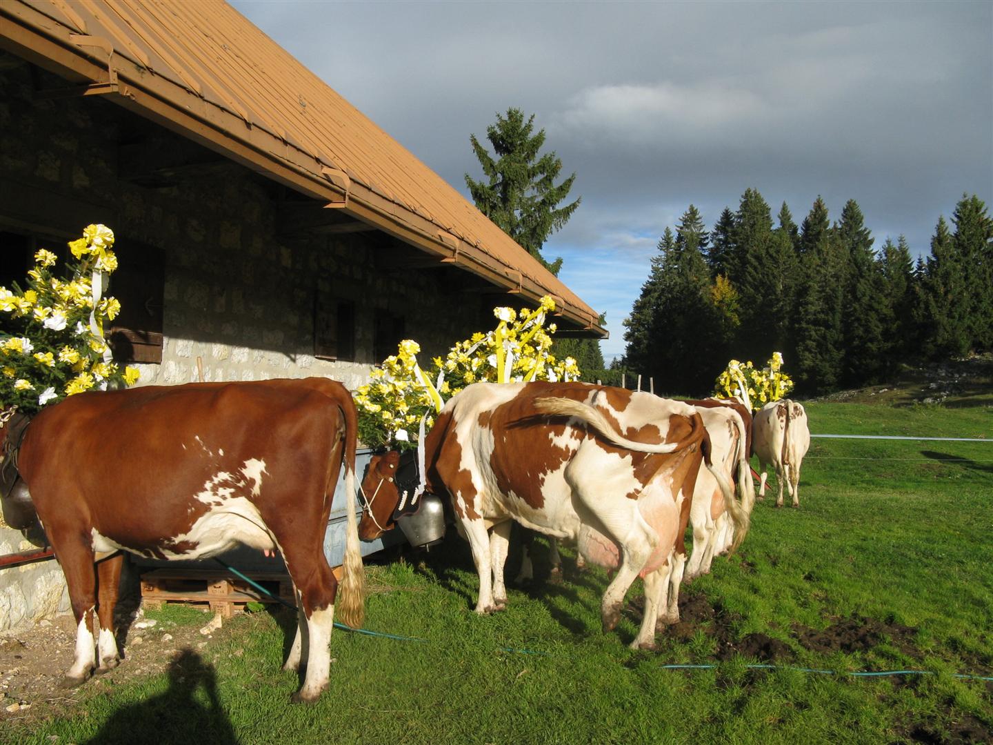 Koeien gereed voor Dsalpe in St. Cergue
