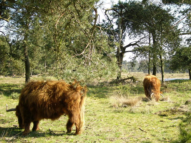 Schotse Hooglanders