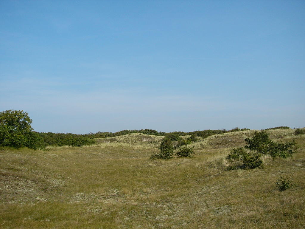 duinen bij Bergen aan Zee