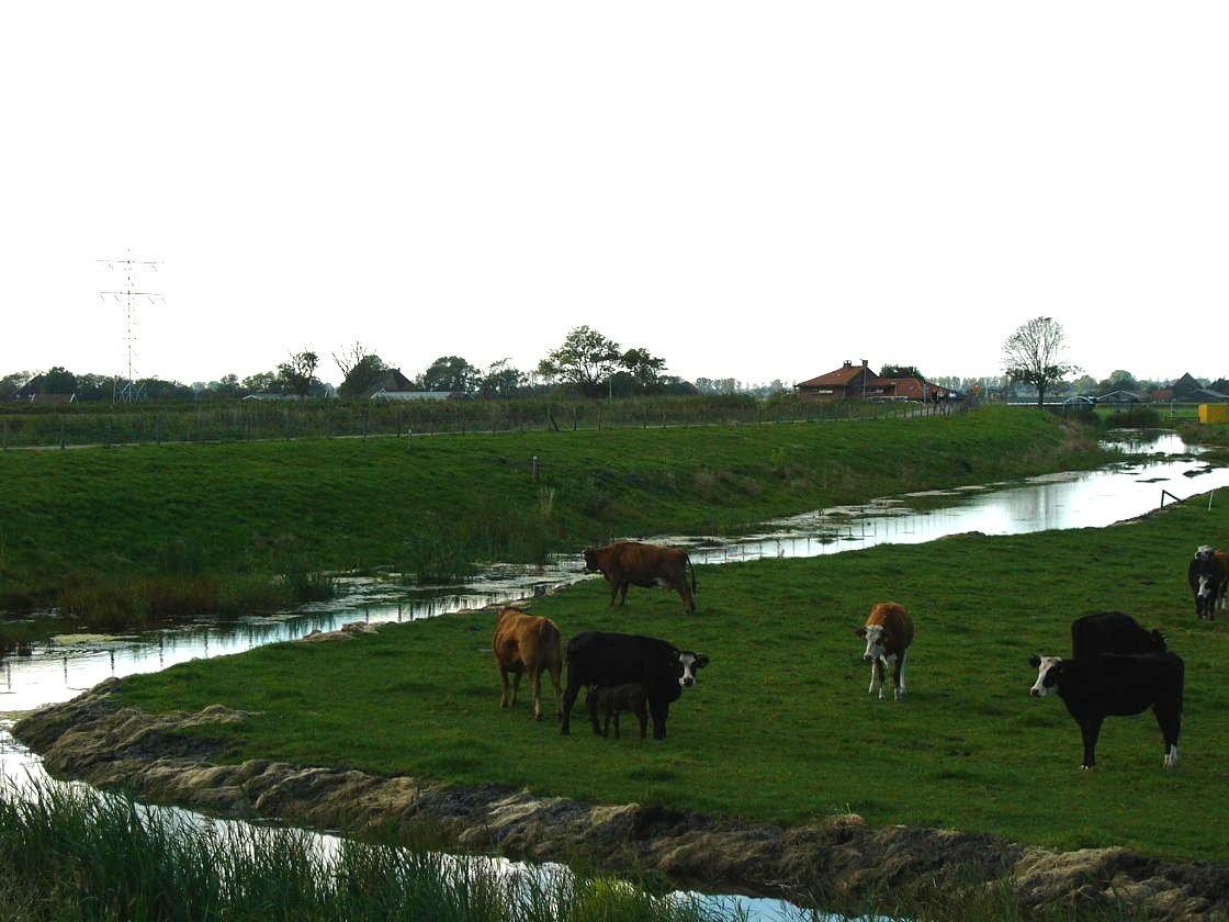 jong leven in de Schermer bij Driehuizen