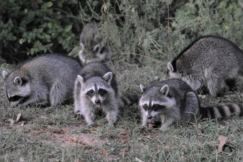 JPG CS 4Five Coons DSC_0464.jpg<br>ISO 6400