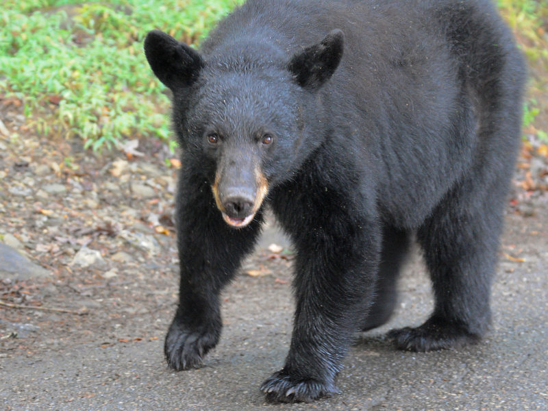 JPG LR2CCaS 11Bear -0668.jpg