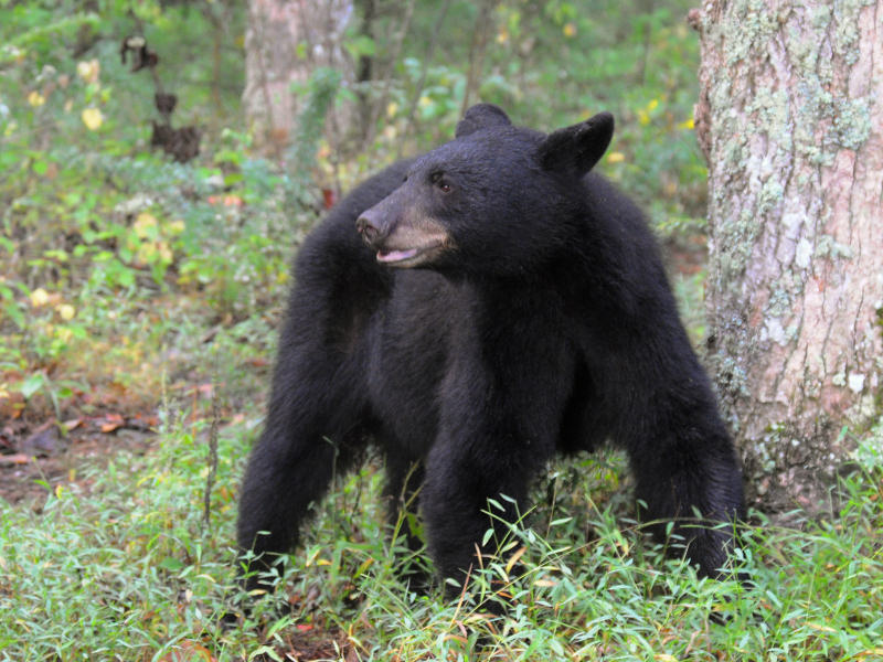JPG CLaS LR 3Bear -0621.jpg